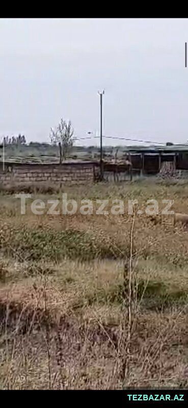 Saatlı ra-da kirayədə olan 110 ha ferma satılır — Mənzil, Saatlı (5)