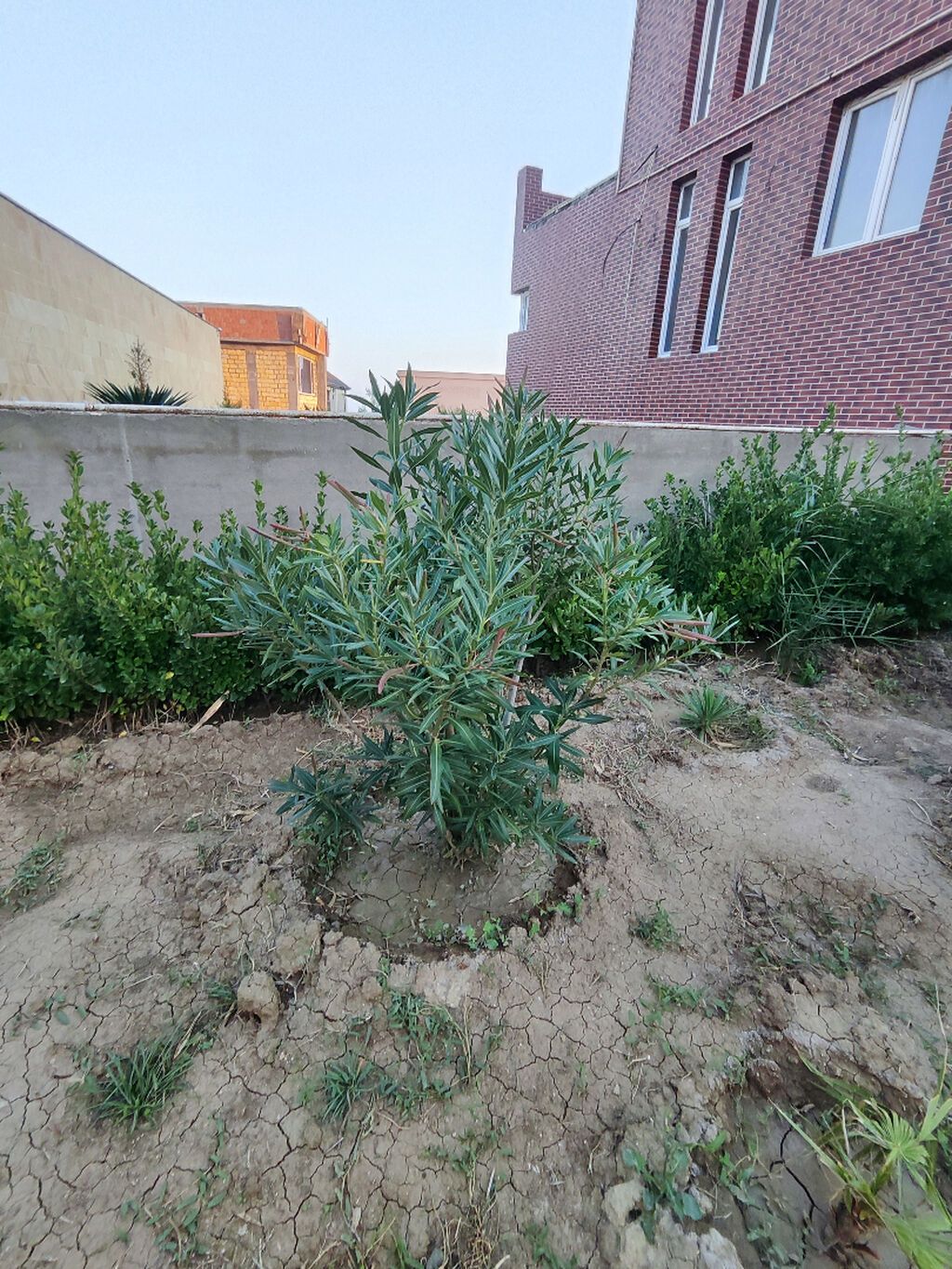 Oleandr dekorativ həmişəyaşıl kollar. Oleandr (Nerium oleander) — Vaazalar, kreslolar, süni çiçəklər, Bakı (6)
