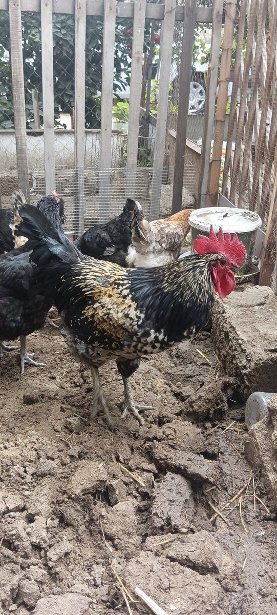 Toyuqlar — Kənd təsərrüfatı heyvanları, Bakı (3)