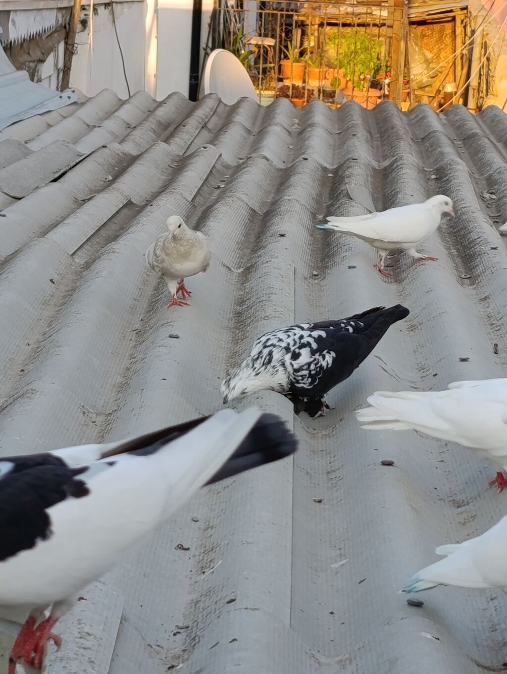 Salam Goyercinler optom satilir 1 eded 6 Azn tek tek qiymetler ferqli — Göyərçin, Masazır (2)