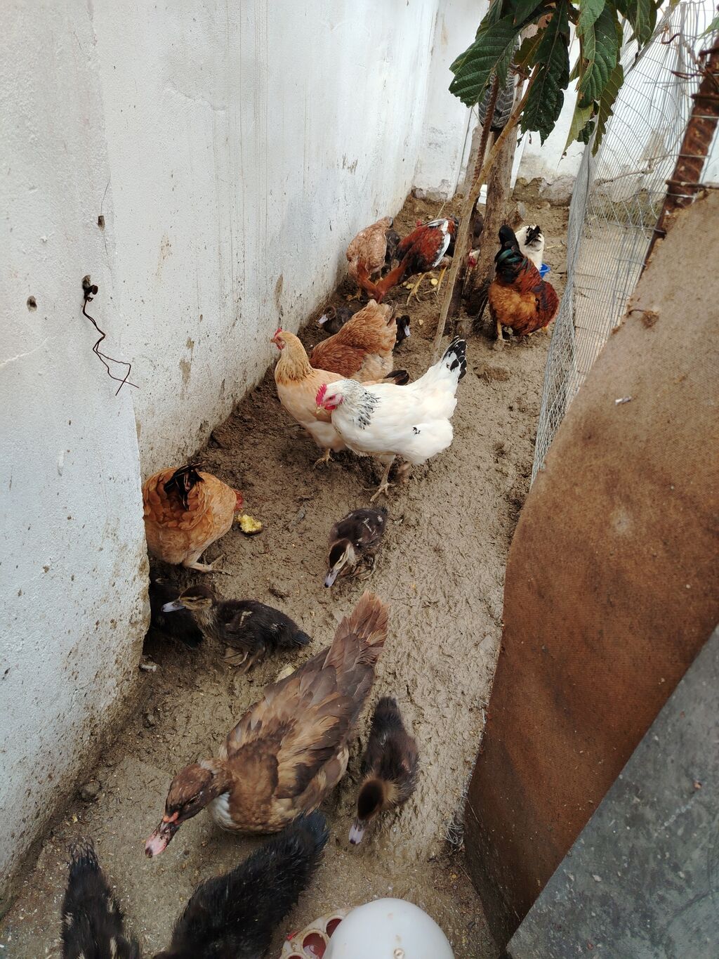 Toyuq, Yumurtalıq — Toyuq və xoruz, Xırdalan (5)