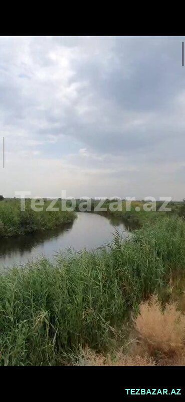 Saatlı ra-da kirayədə olan 110 ha ferma satılır — Mənzil, Saatlı (9)
