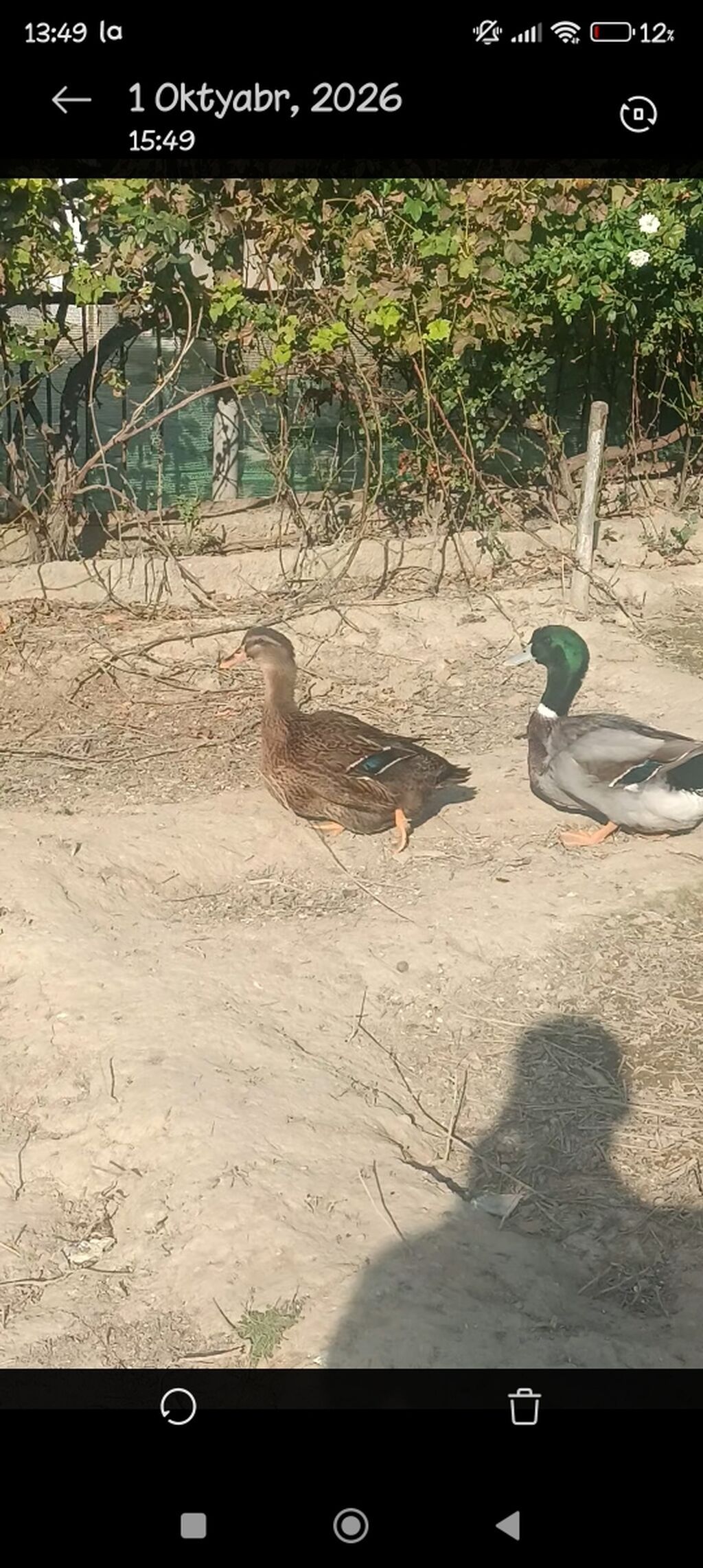 Məhsul: Ev quşu – ördək cütü Orginal Ryan Ördəyi. 7aylıqdı. Real — Digərləri, Digah (2)