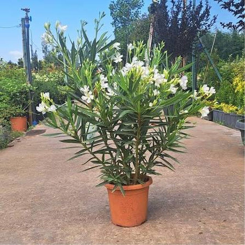 Oleandr dekorativ həmişəyaşıl kollar. Oleandr (Nerium oleander) — Vaazalar, kreslolar, süni çiçəklər, Bakı (3)