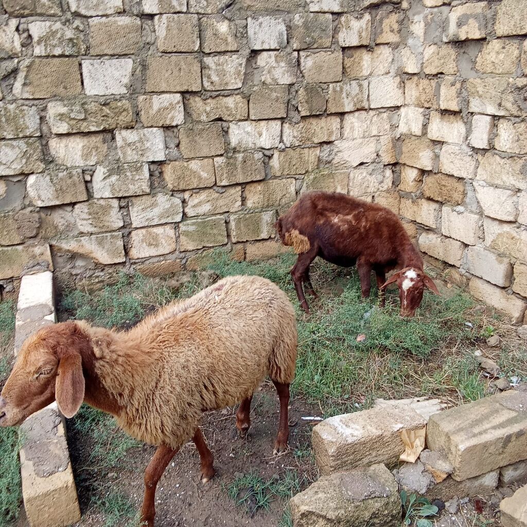 Boğaz qoyunlar cütü 400 manata real alıcıya endirim olacaq 4 qarın — Kənd təsərrüfatı heyvanları, Xırdalan (8)