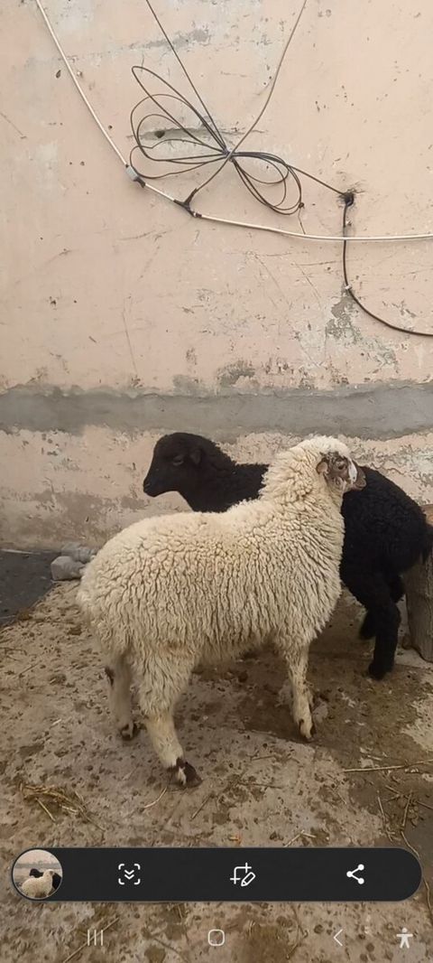 Quzular — Bakı
