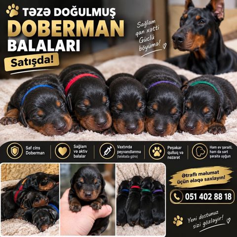 Doberman, Peyvəndli — Bakı