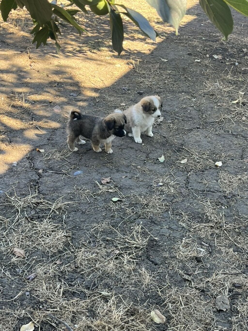 2 ay, Peyvəndli — Köpəklər, Xaçmaz (2)
