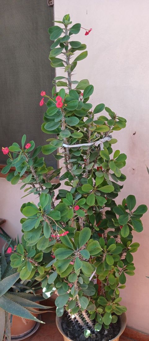 Euphorbia milii (Tikanlı Tac) saksı bitkisi - Növ: Euphorbia milii — Bakı