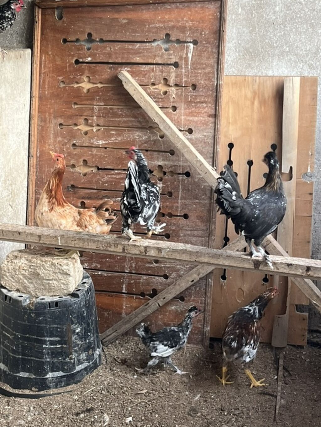 Toyuq cücələri, Ətlik, Ünvandan götürmə, Pulsuz çatdırılma — Toyuq və xoruz, Digah (2)