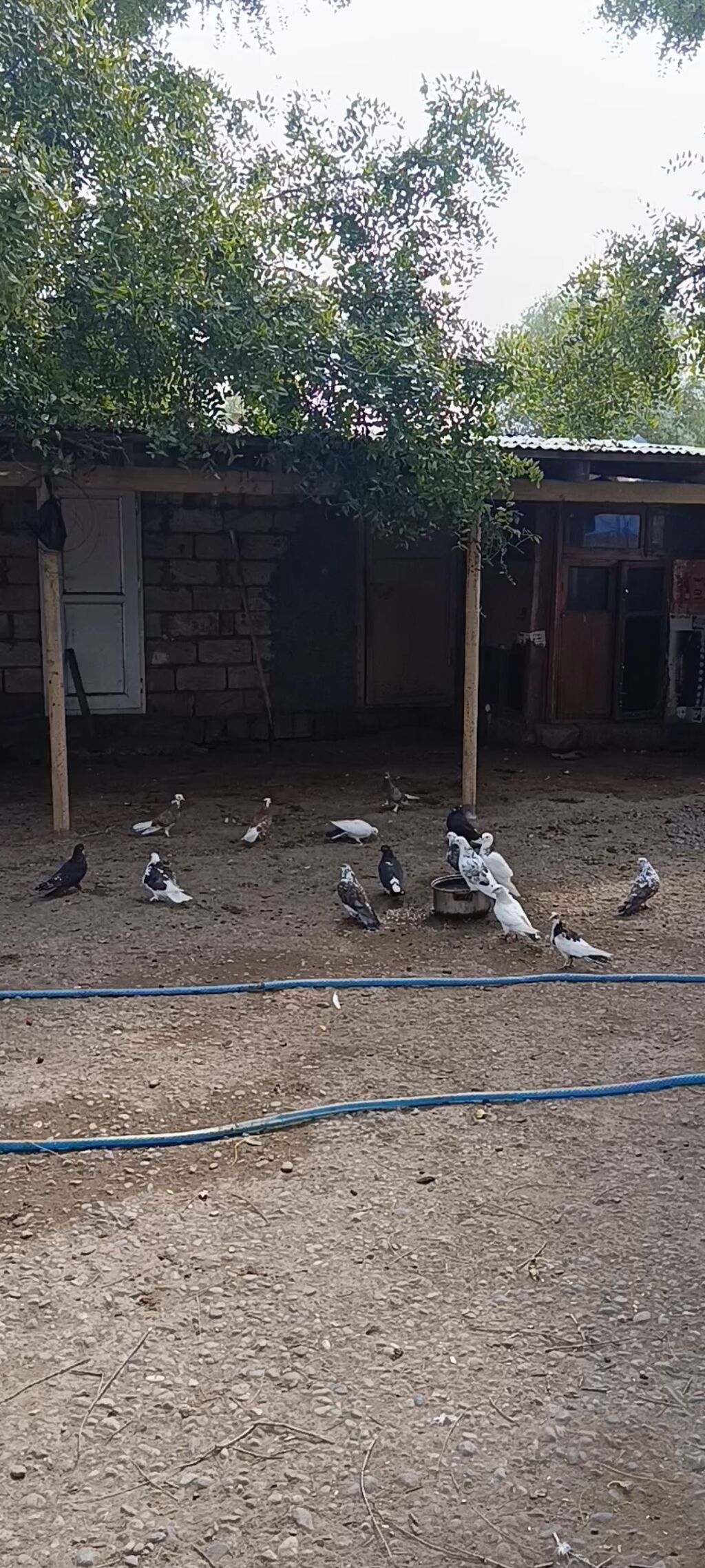 Vaçapa yazn — Göyərçin, İmişli (2)