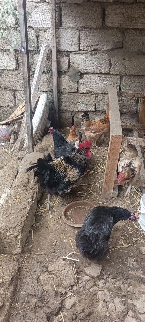 Toyuqlar — Bakı