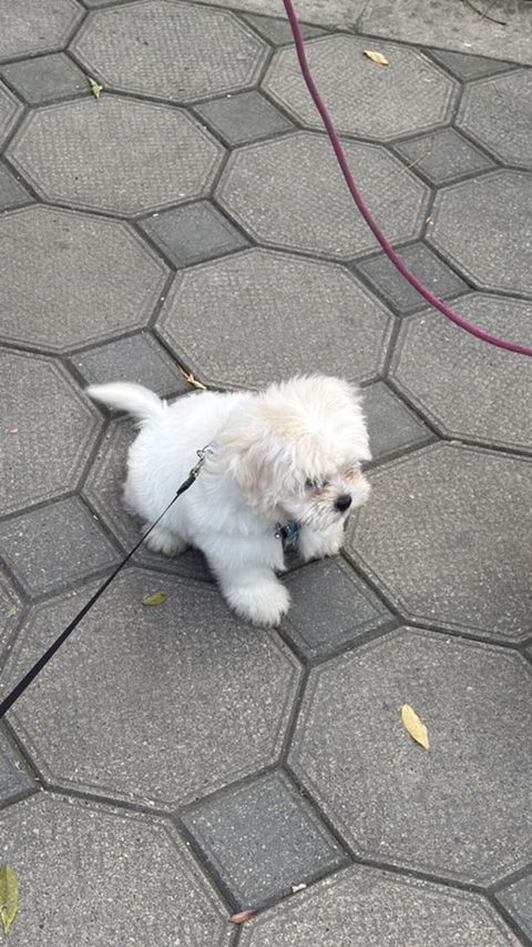 Maltipu (Malti-poo) balası – ağ rəngli, fızıltılı tüklü, kiçik ölçülü — Zaqatala