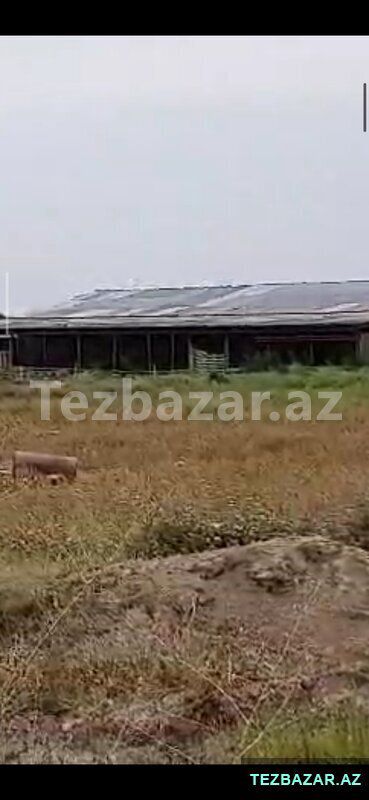 Saatlı ra-da kirayədə olan 110 ha ferma satılır — Mənzil, Saatlı (3)