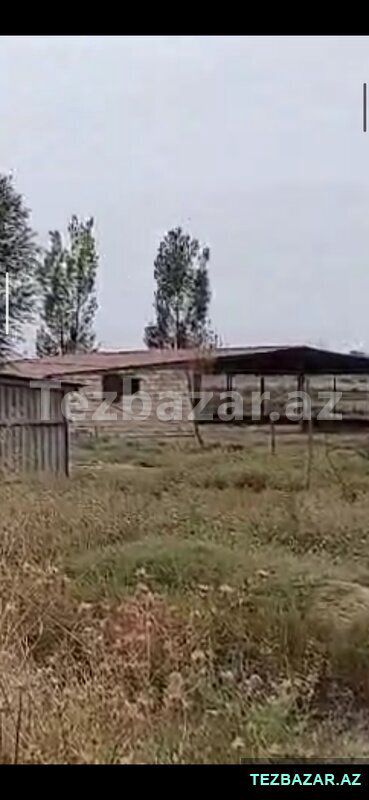 Saatlı ra-da kirayədə olan 110 ha ferma satılır — Mənzil, Saatlı (6)