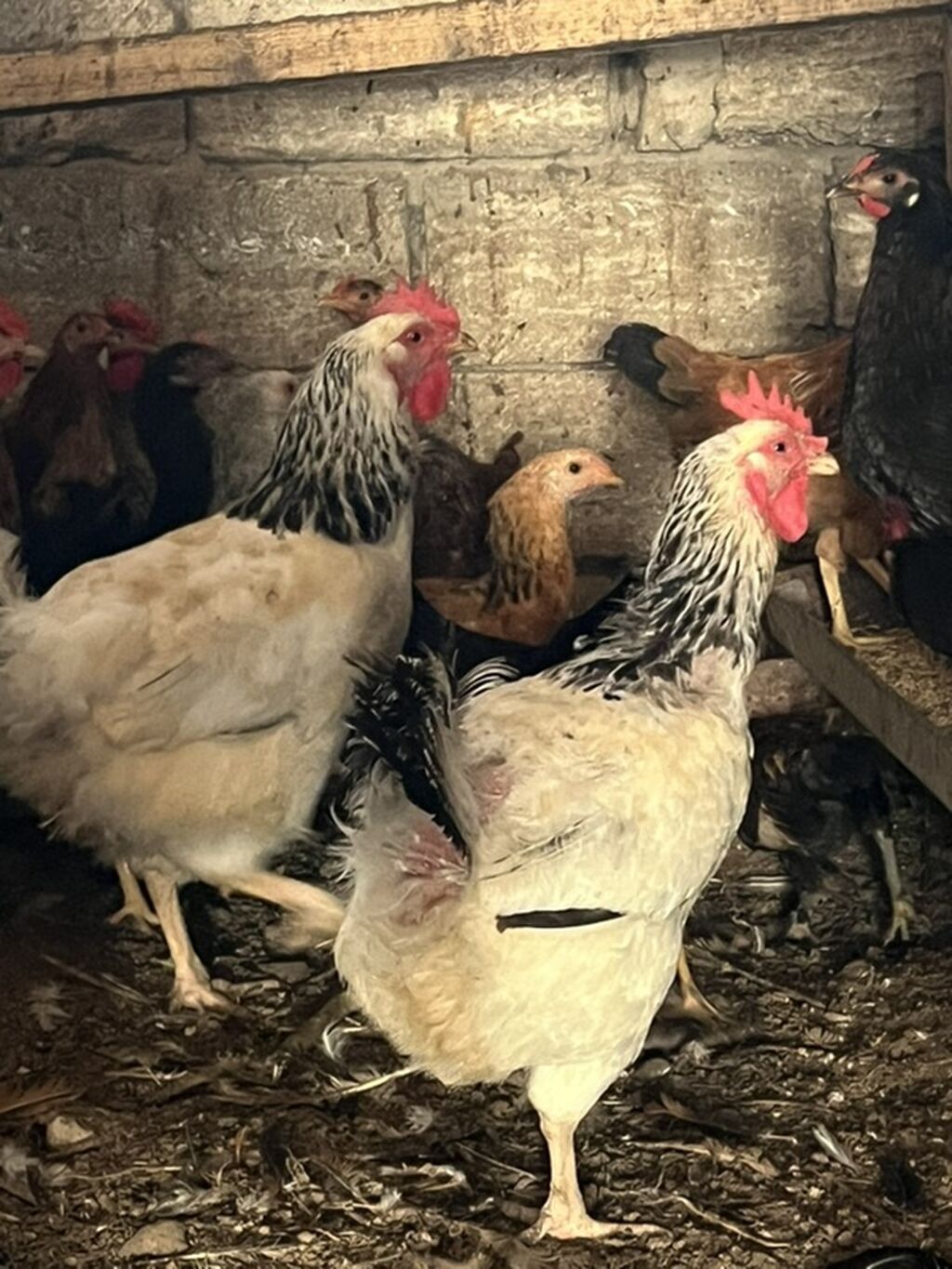 Yaponkalar həyətdə özüm saxlayıram sağlamdırlar — Toyuq və xoruz, Digah (2)