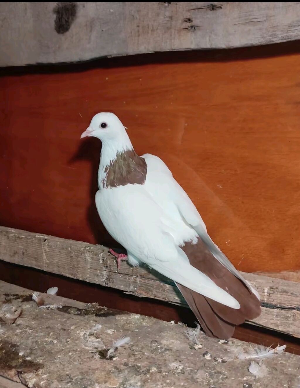 Salam Dekorativ saxlayıram deyə satilir Tutmuwam — Göyərçin, Bakı
