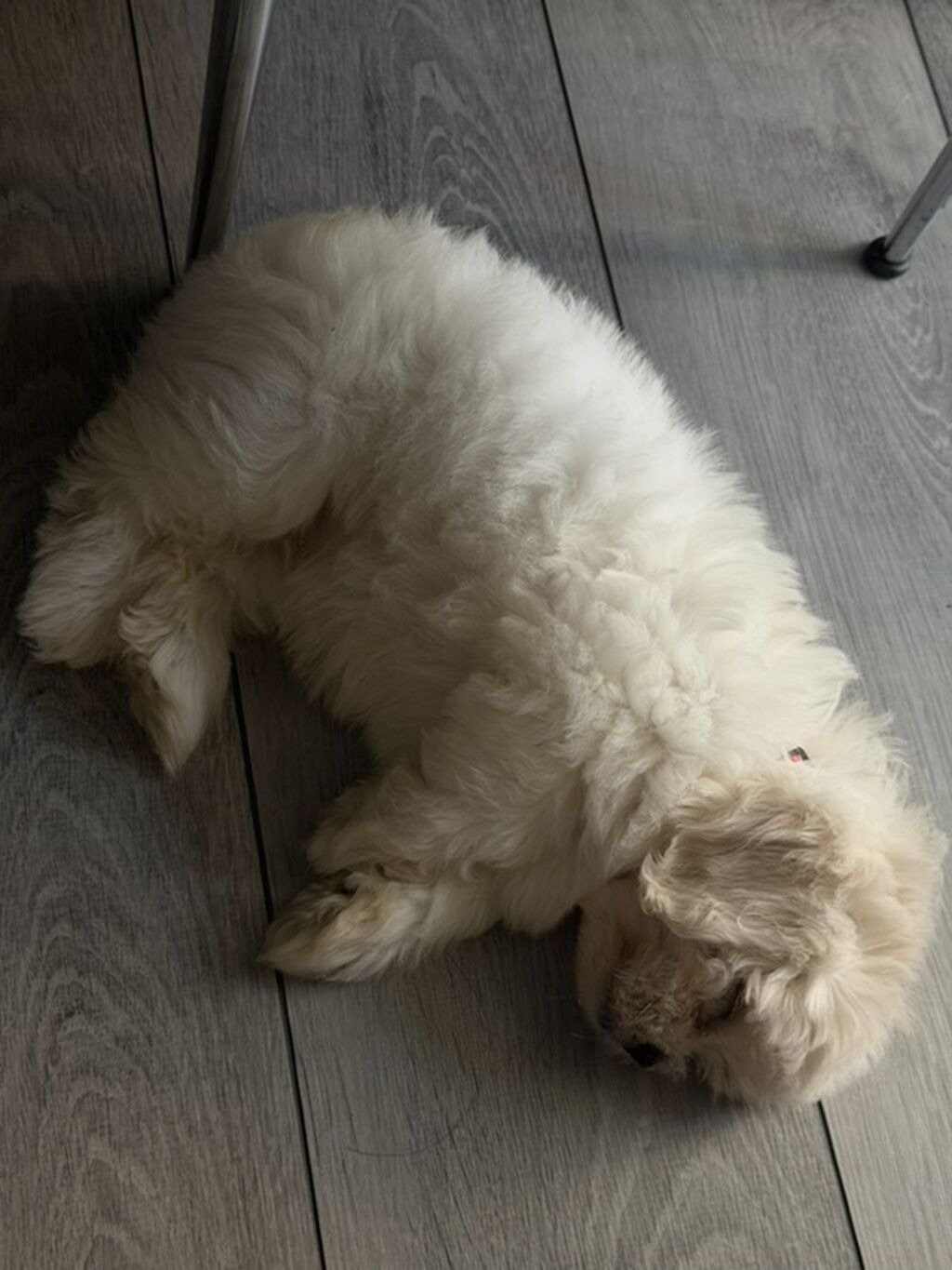 Maltipu (Malti-poo) balası – ağ rəngli, fızıltılı tüklü, kiçik ölçülü — Köpəklər, Zaqatala (6)
