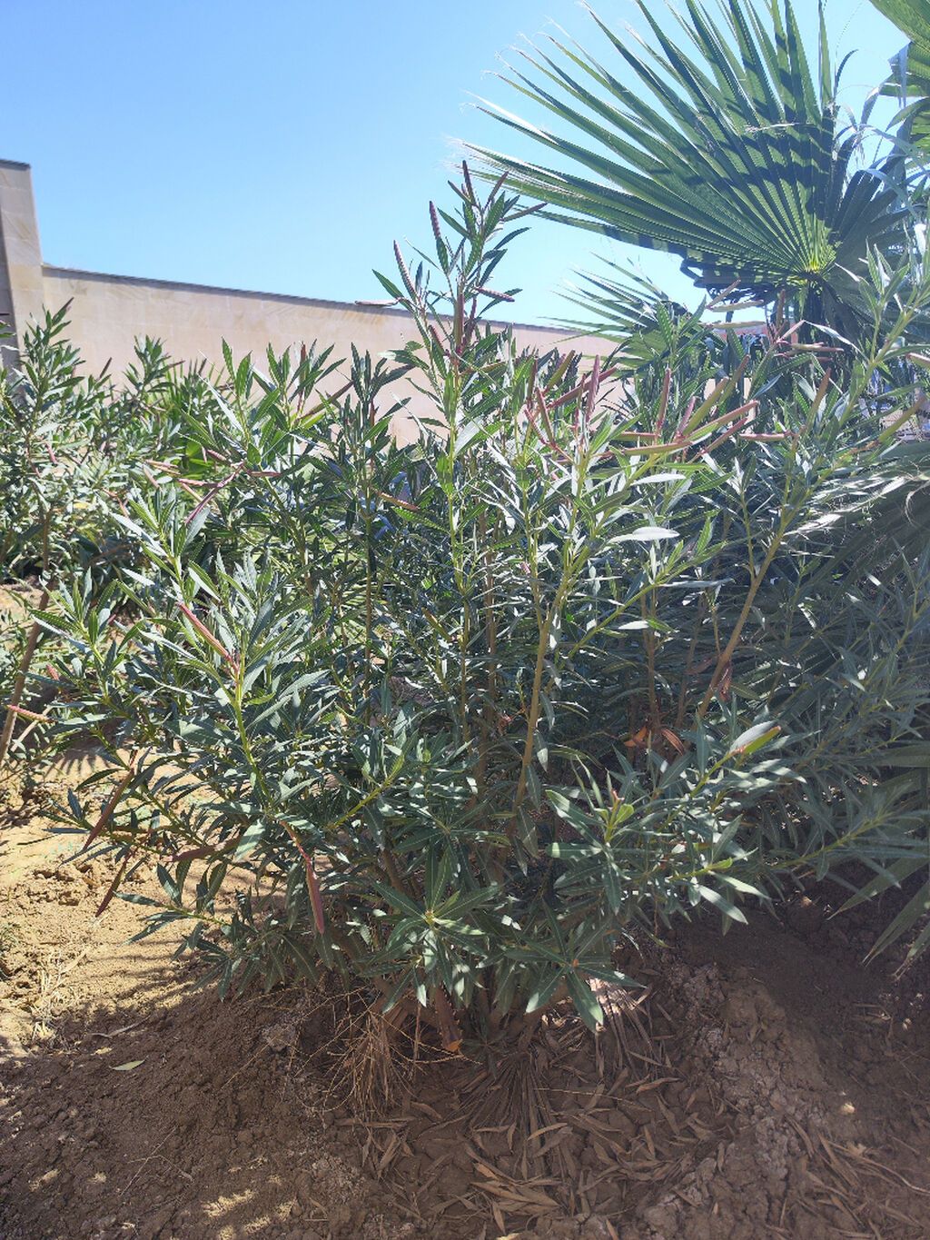 Oleandr dekorativ həmişəyaşıl kollar. Oleandr (Nerium oleander) — Vaazalar, kreslolar, süni çiçəklər, Bakı (8)