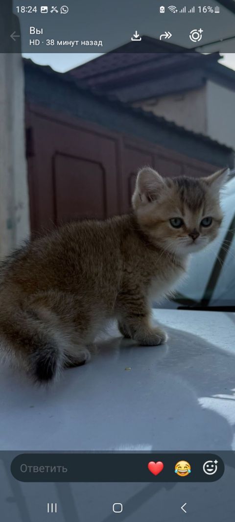 Şinşilla, Dişi, Yaxşı əllərə, Ünvandan götürmə — Bakı