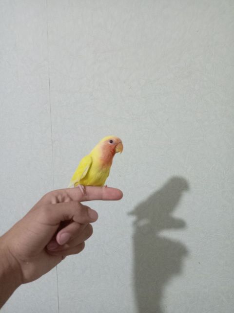 Sevimli “lovebird” (agapornis) papuqayları - Növ: Agapornis — Sumqayıt