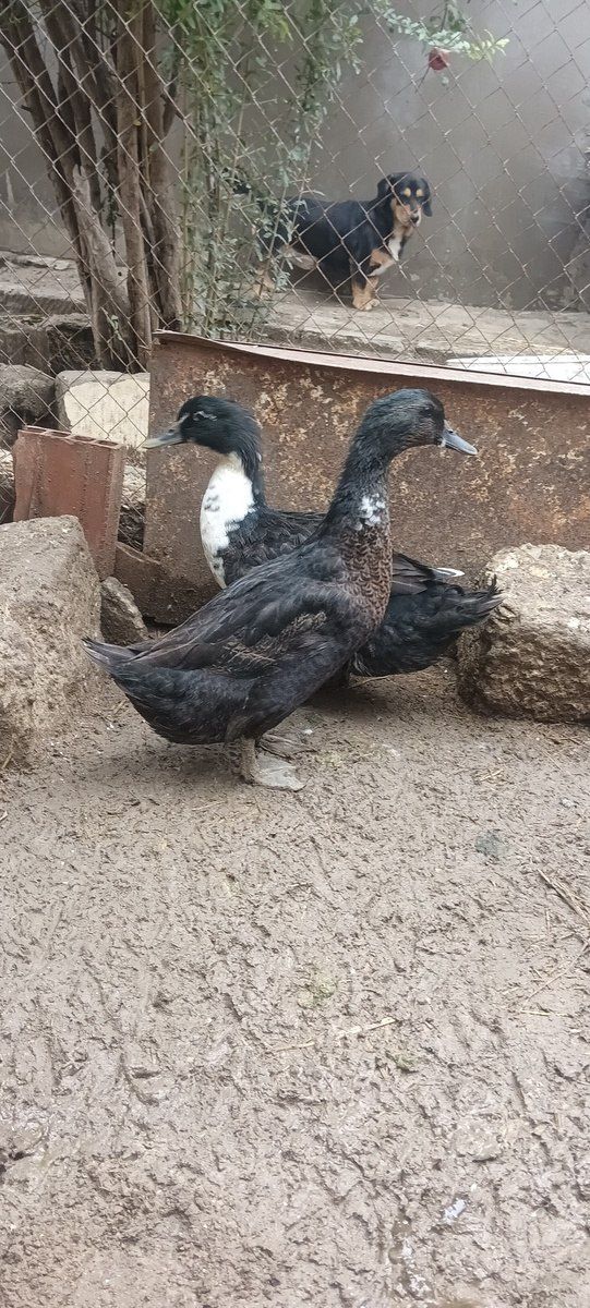 Toyuqlar — Kənd təsərrüfatı heyvanları, Bakı (6)