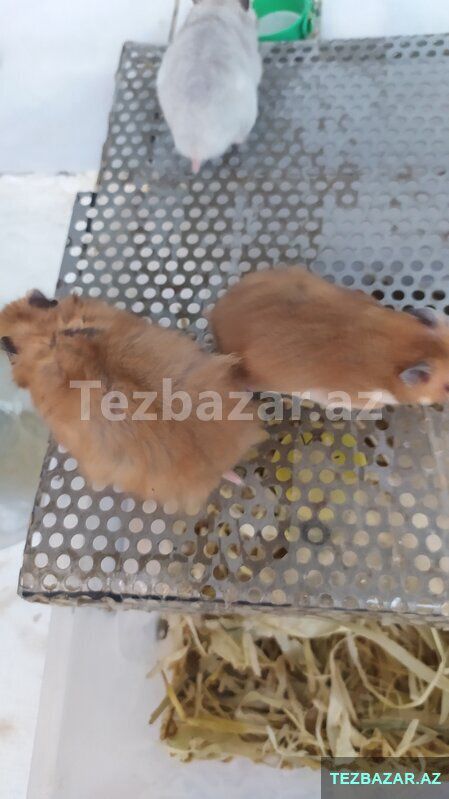 Xamyaklar. Hamster — Xırdalan