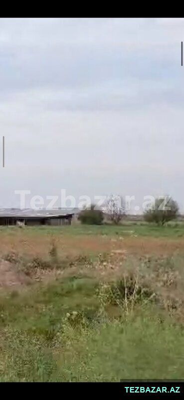 Saatlı ra-da kirayədə olan 110 ha ferma satılır — Mənzil, Saatlı (7)