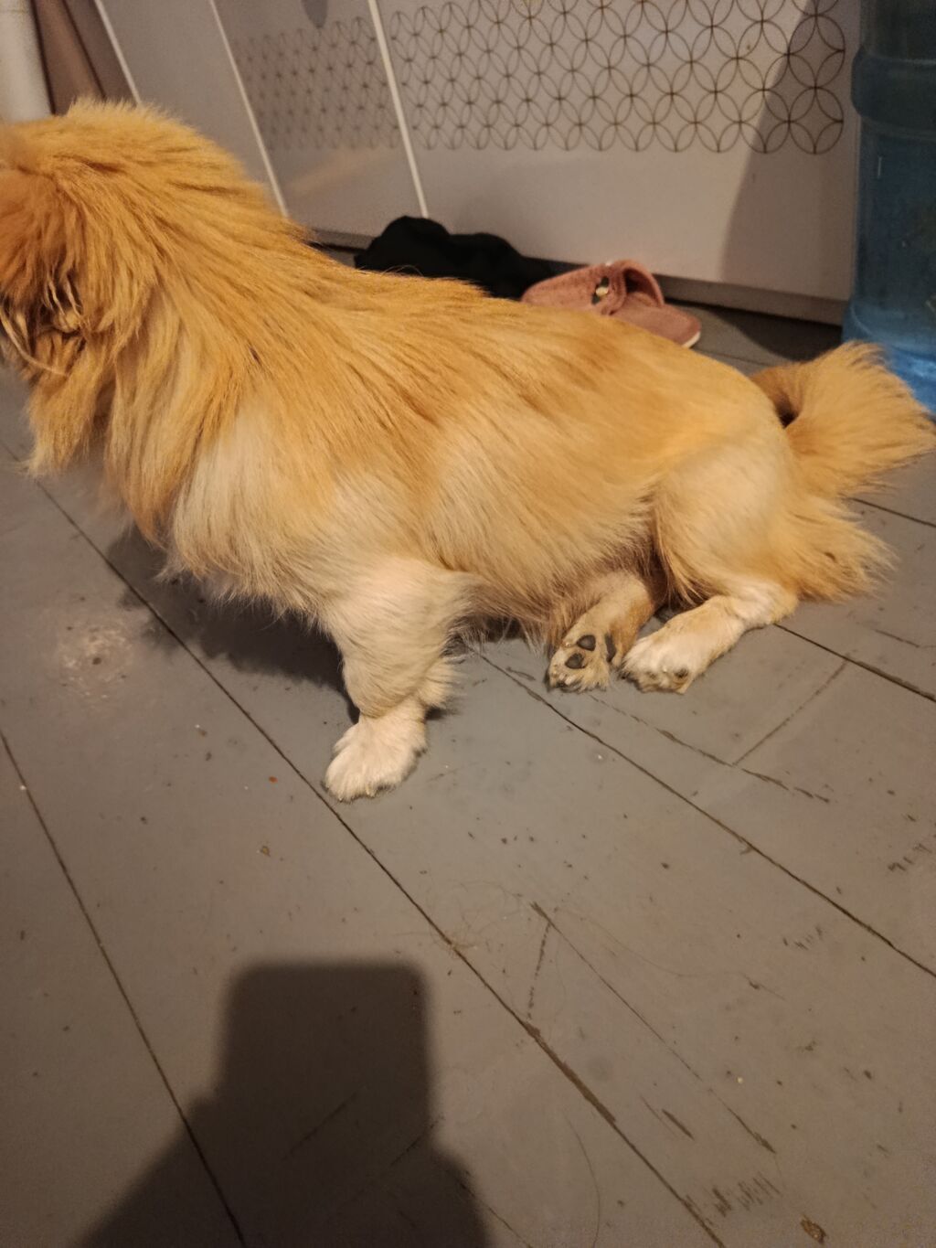 Pekines, 6 ay, Erkək, Peyvəndli, Ödənişli çatdırılma — Köpəklər, Bakı