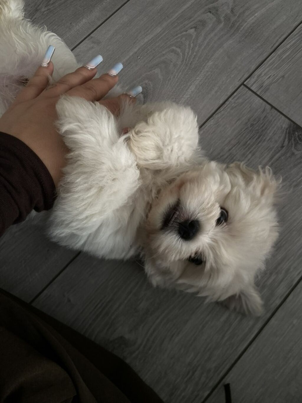 Maltipu (Malti-poo) balası – ağ rəngli, fızıltılı tüklü, kiçik ölçülü — Köpəklər, Zaqatala (4)