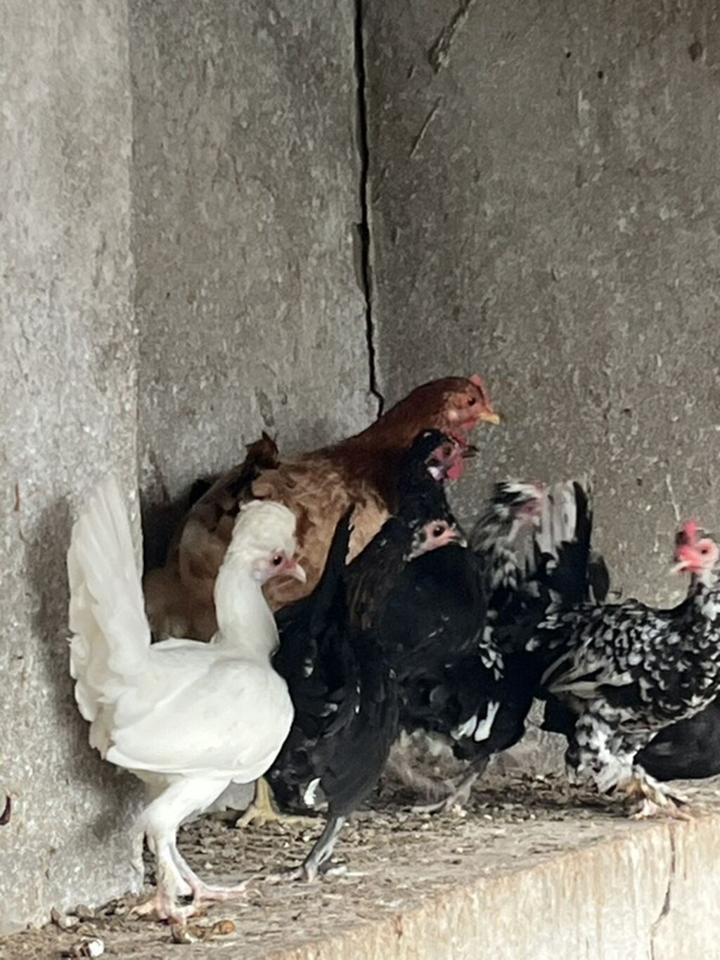 Yaponkalar həyətdə özüm saxlayıram sağlamdırlar — Toyuq və xoruz, Digah (5)