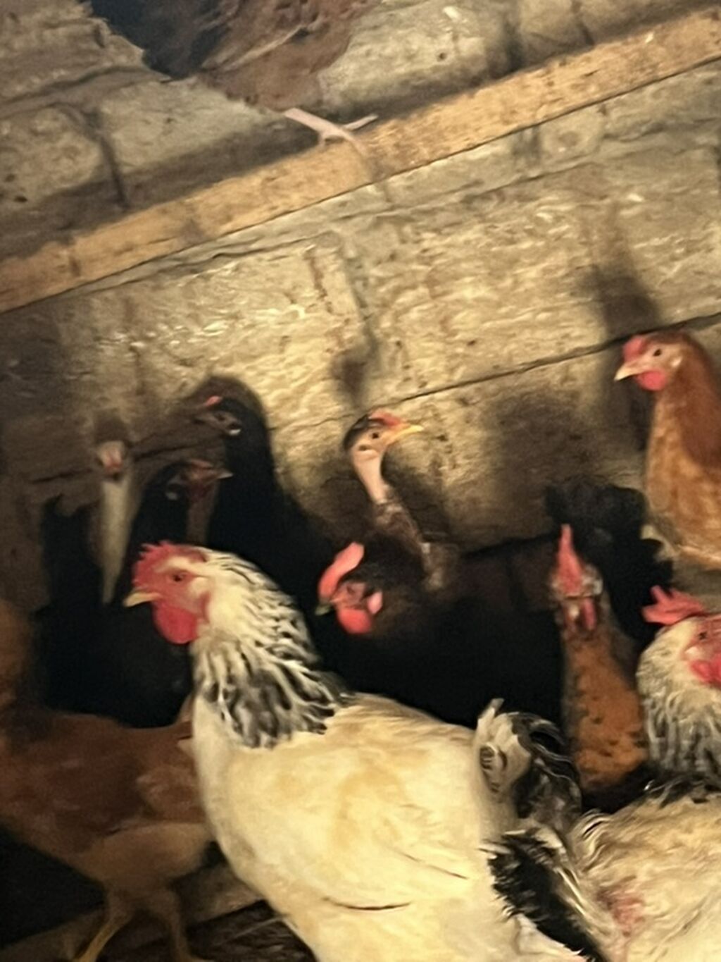 Cürbəcür Rəngdə Yaponkalar Məhsul: Yerli toyuqlar və cücələr Cürbəcür — Toyuq və xoruz, Digah (3)