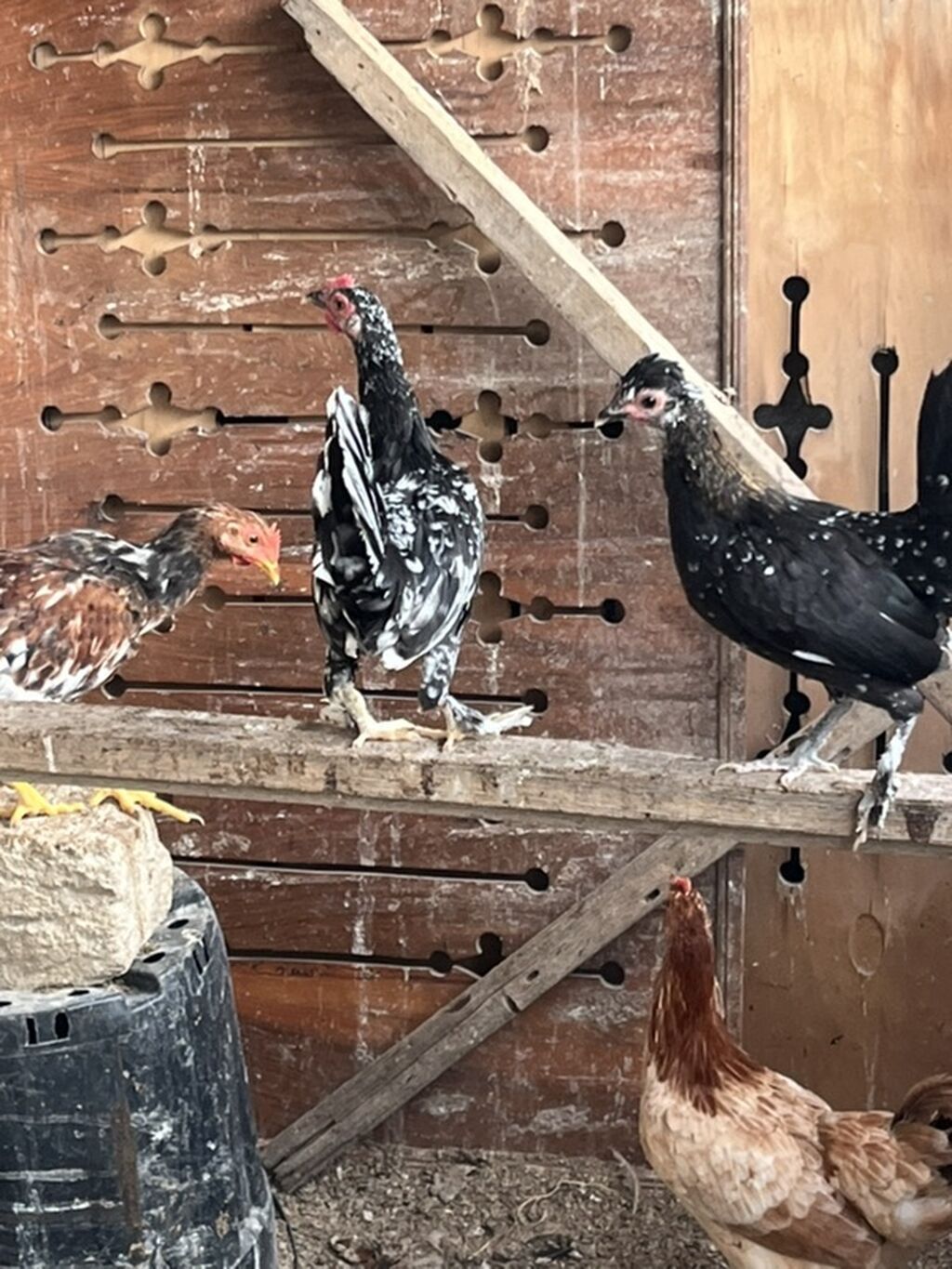 Toyuq cücələri, Ətlik, Ünvandan götürmə, Pulsuz çatdırılma — Toyuq və xoruz, Digah (4)