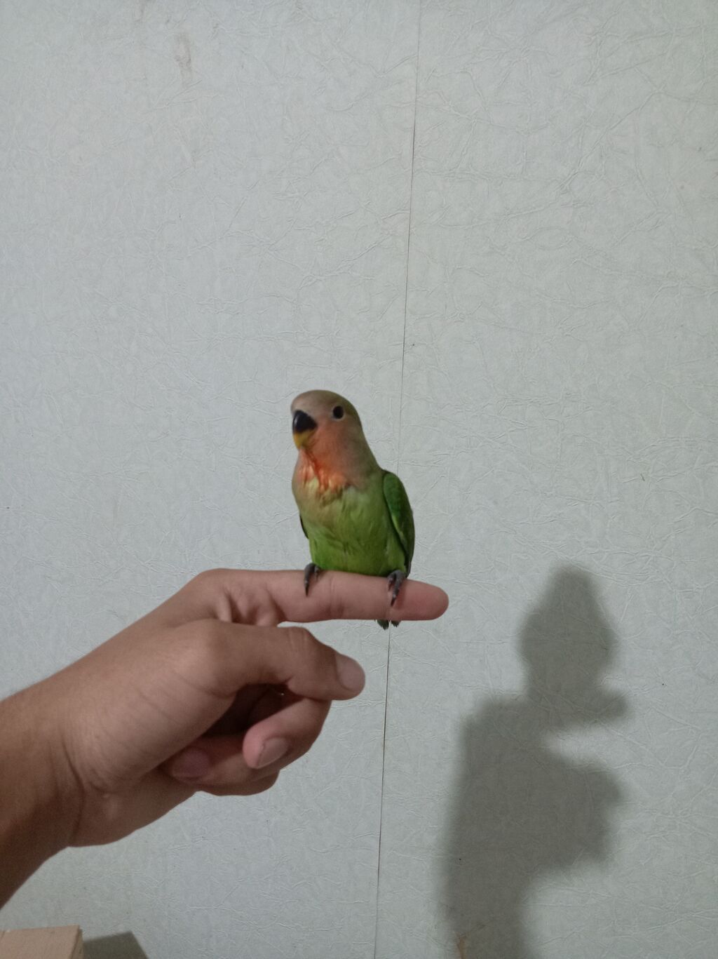 Sevimli “lovebird” (agapornis) papuqayları - Növ: Agapornis — Tutyun papağayı, Sumqayıt (4)