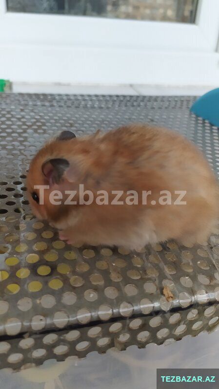 Xamyaklar. Hamster — Digər heyvanlar, Xırdalan (4)