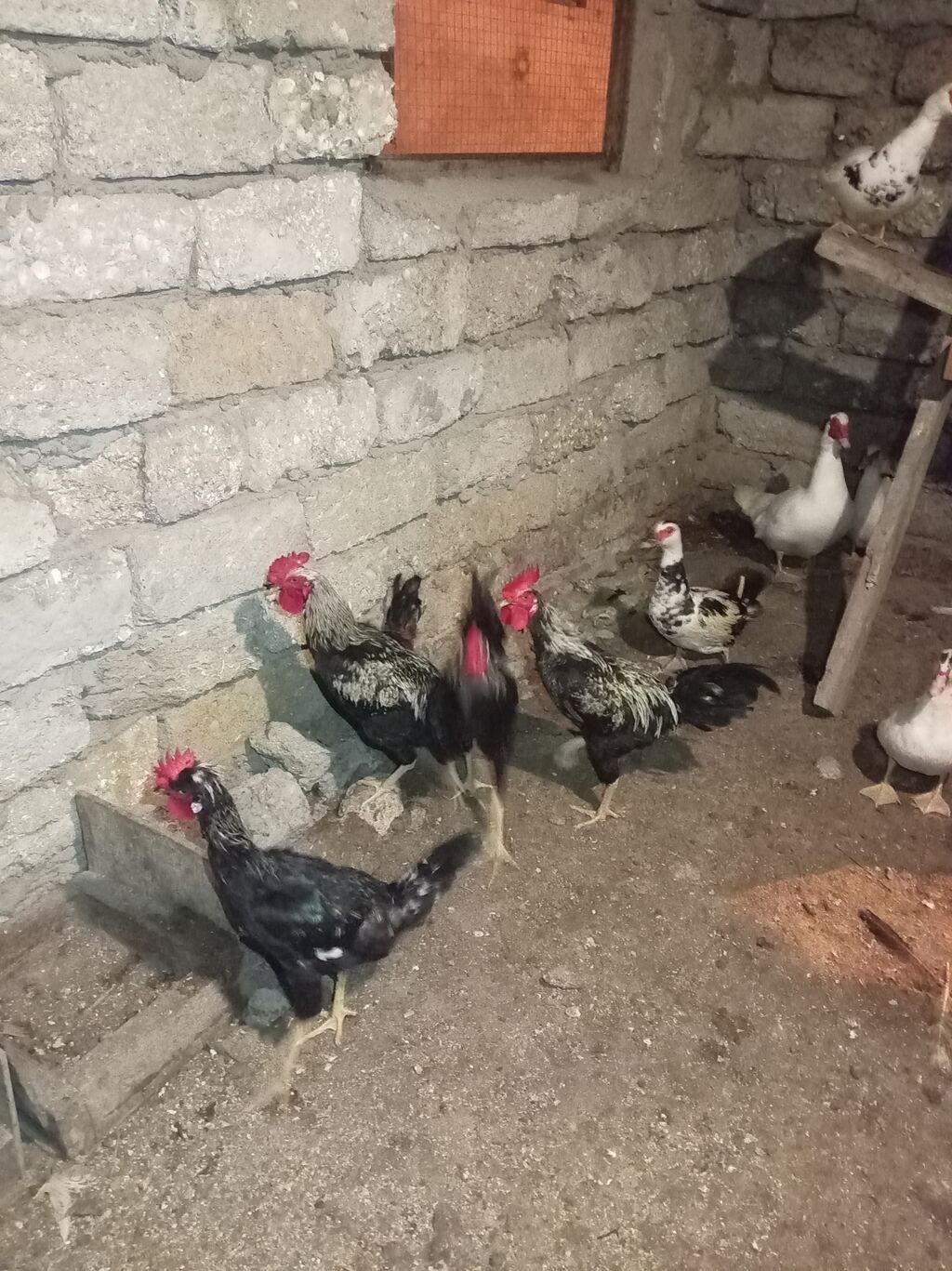 Xoruzları satılır real alıcı narahat etsin və real alıcıya endirim — Digərləri, Bakı