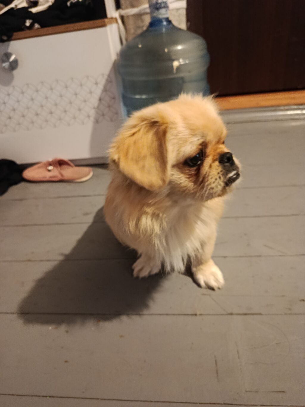 Pekines, 6 ay, Erkək, Peyvəndli, Ödənişli çatdırılma — Köpəklər, Bakı (3)