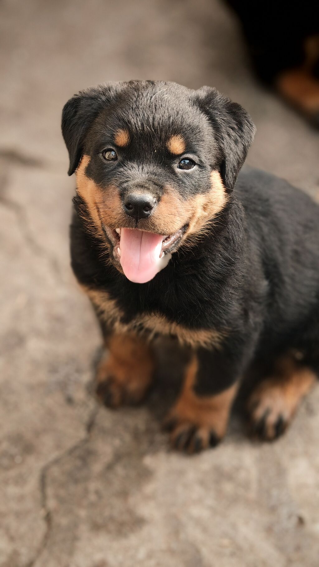Rotveyler, Peyvəndli — Köpəklər, Bakı (9)