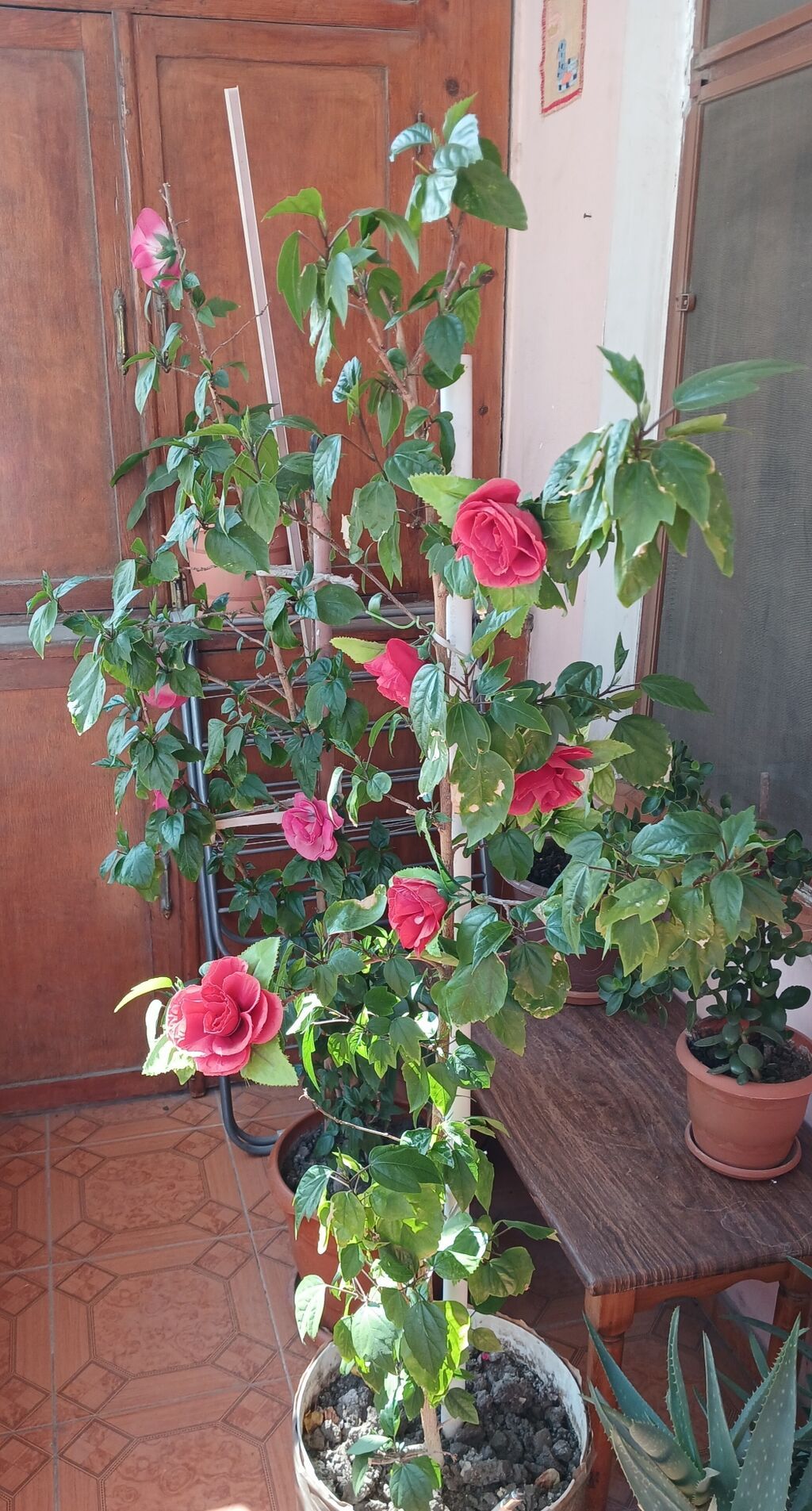 Qırmızı çiçəkli hibiskus (Çin qızılgülü) – iri, parlaq yaşıl yarpaqlı — Qapı bitkələri, Bakı (3)