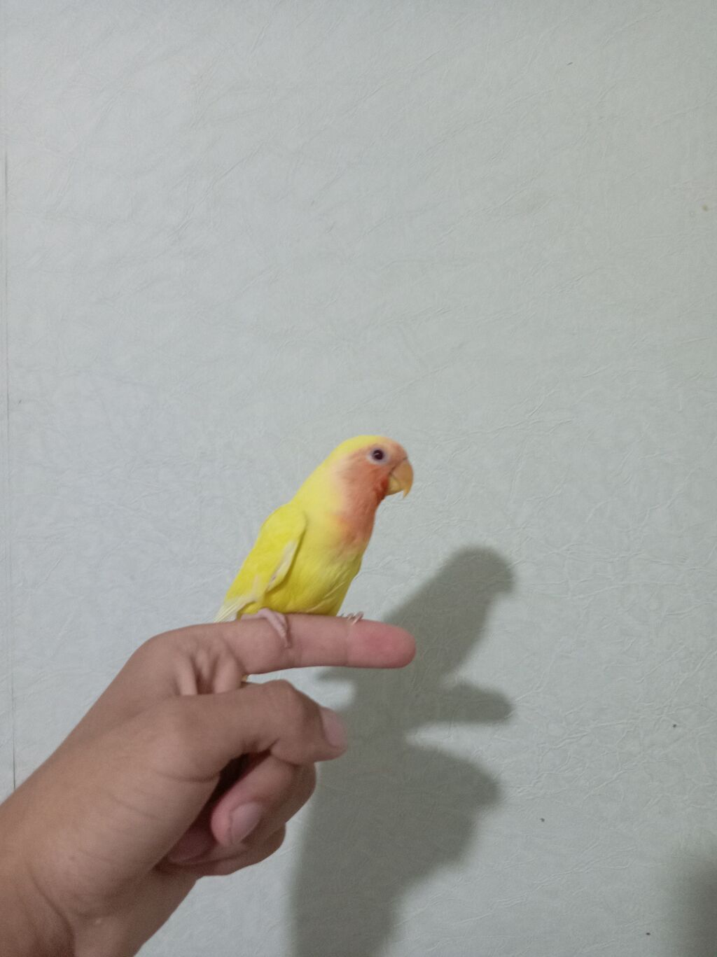 Sevimli “lovebird” (agapornis) papuqayları - Növ: Agapornis — Tutyun papağayı, Sumqayıt (2)