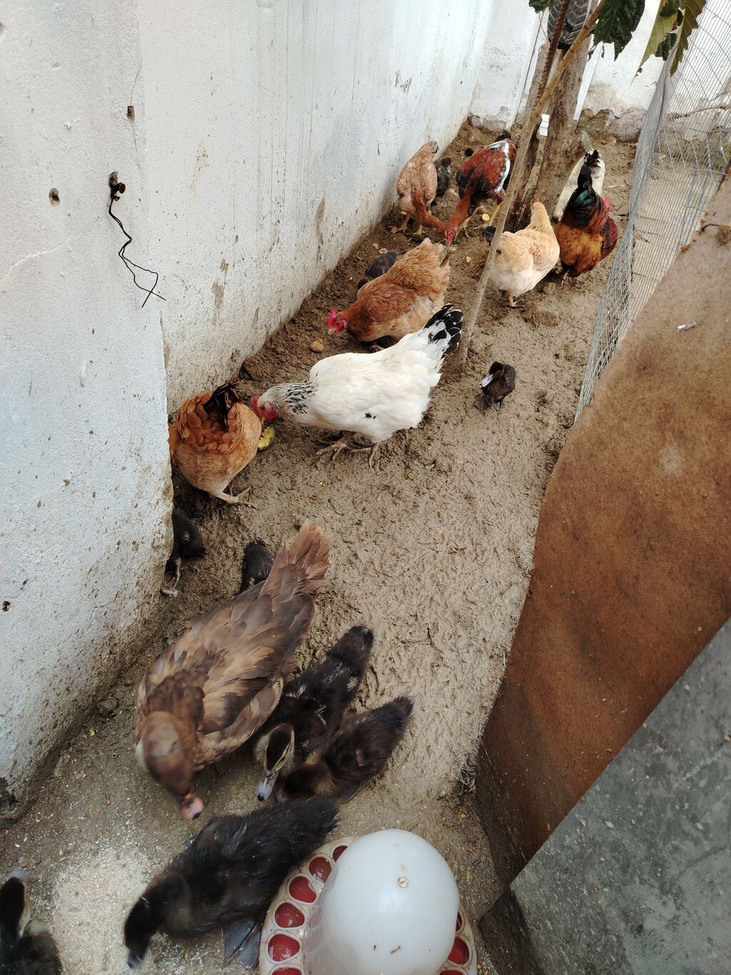 Toyuq, Yumurtalıq — Toyuq və xoruz, Xırdalan (6)