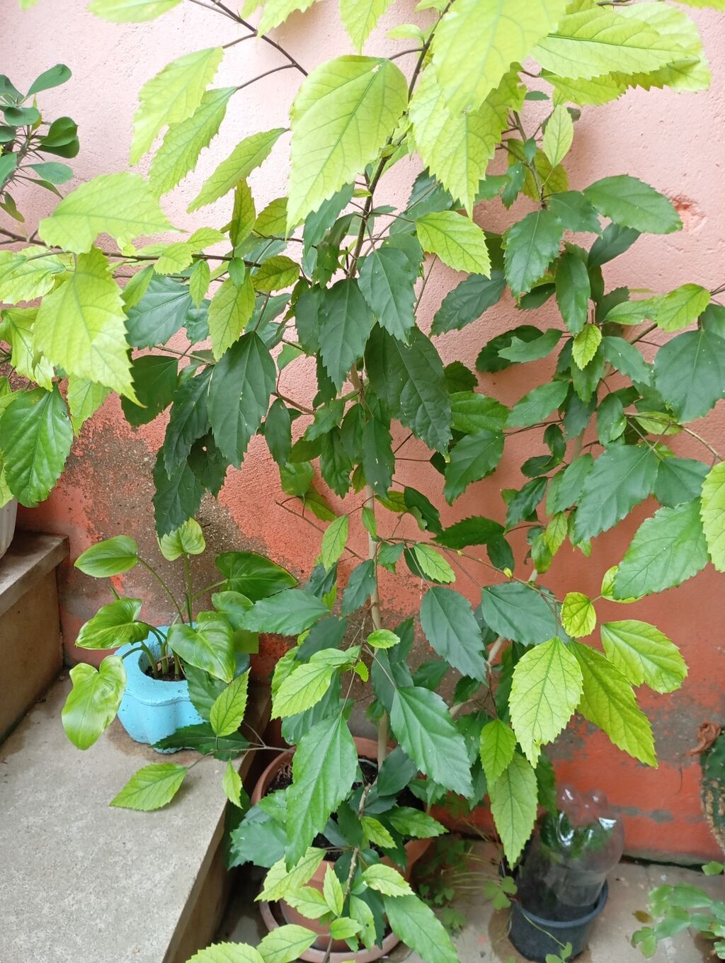 Kitayiski Roza Qapalı və ya açıq məkan üçün dekorativ hibiskus (Çin — Qapı bitkələri, Digah (2)