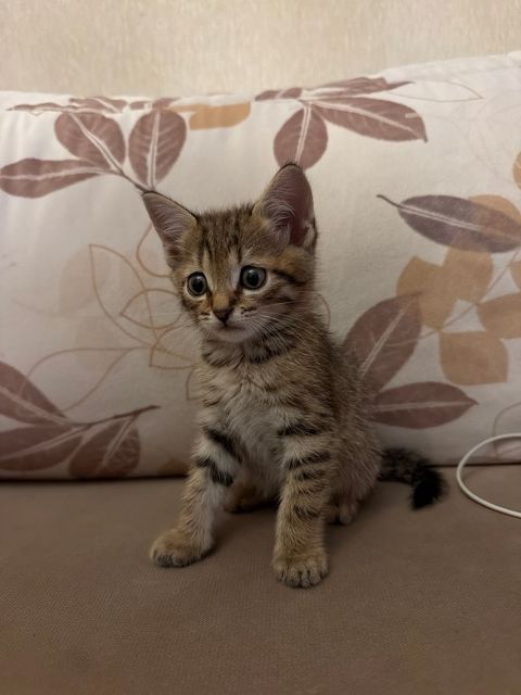 Tabby pişiyi — Bakı