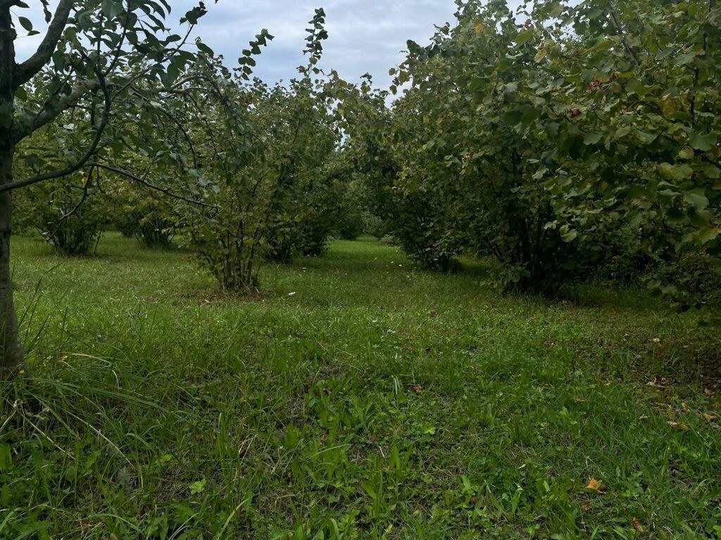 24 sot torpaq sahəsi, Qusar r — Torpaq, Qusar (4)