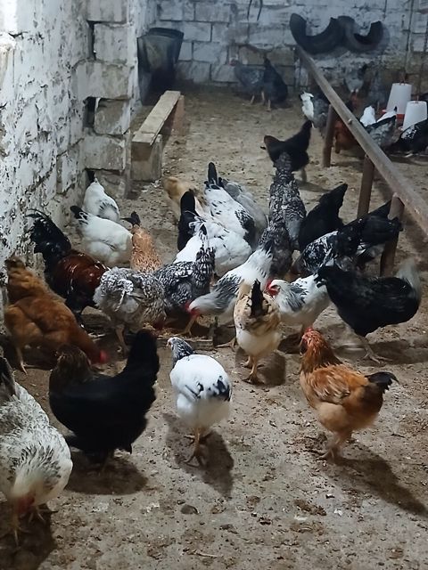Toyuqlar — Bakı