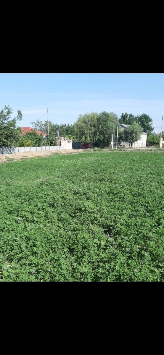 350 sot torpaq sahəsi, Bərdə r — Torpaq, Bərdə (2)