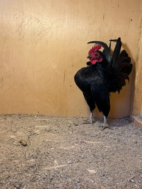 Serama xoruzları — Bakı