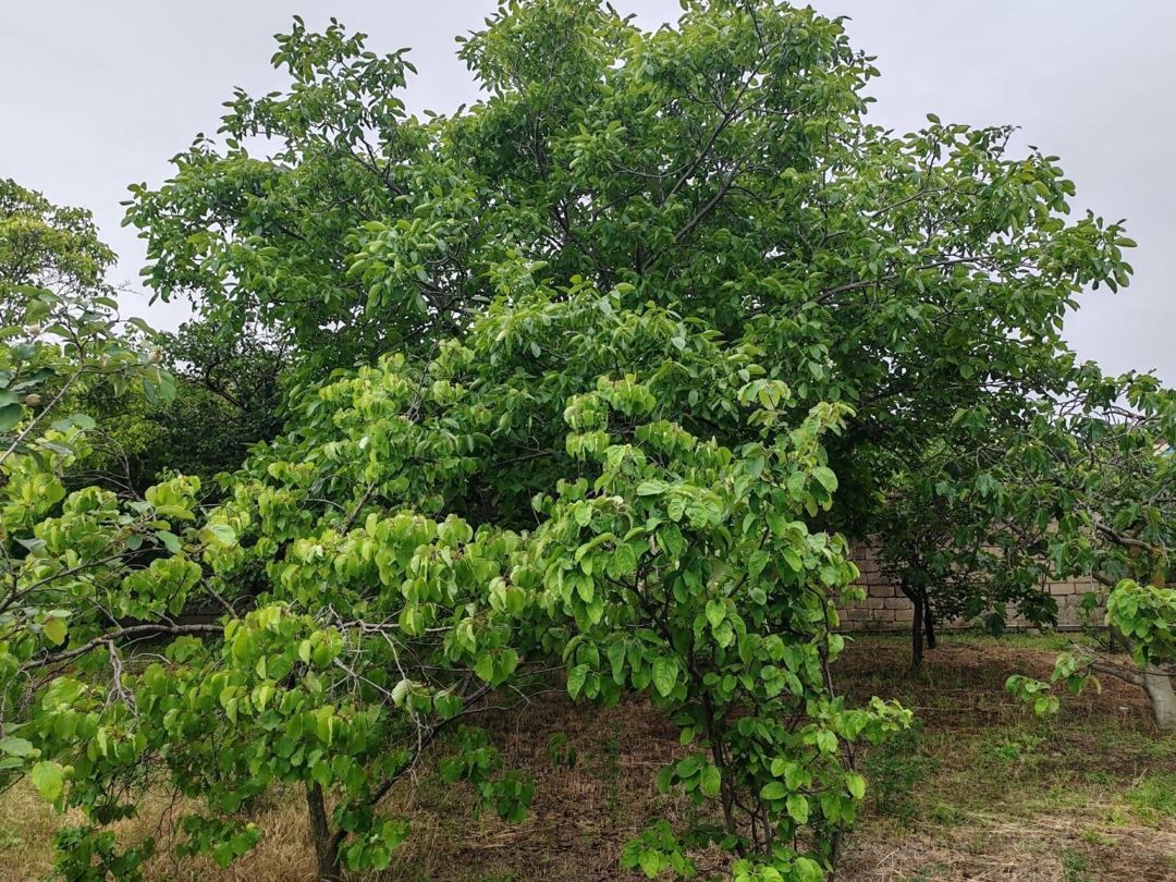 22 sot torpaq sahəsi, Novxanı qəs — Torpaq, Bakı (7)