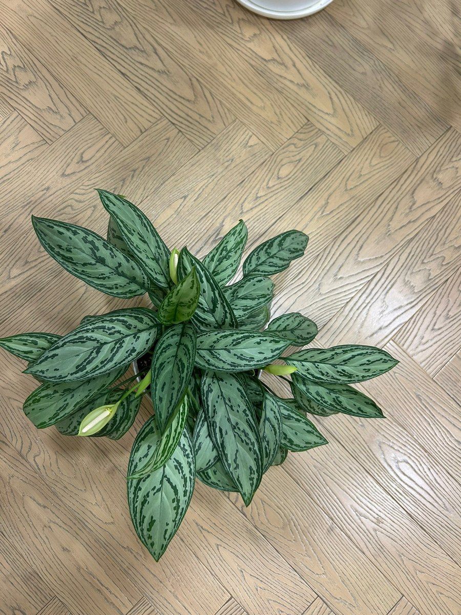 Aglaonema — Bitkilər, Bakı (3)
