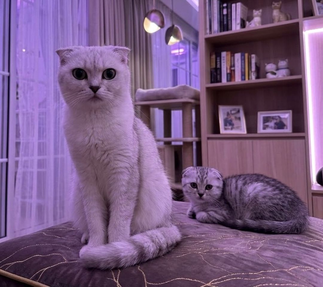 Şotland pişiyi balası — Pişiklər, Gəncə (2)